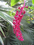SX31149 Plant with tiny flowers and berries in botanical garden.jpg